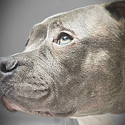 Neve is registered to the contest to win money with this photo: animal, calm, canine, close_up, dog, domestic_animal, expression, eye, face, fur, gray_background, looking_away, muzzle, nose, pet, portrait, profile, snout, soft_light, whiskers