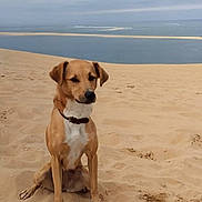 Rosy a rejoint le concours — aidez-le/la à gagner de superbes lots ! dog, sand, beach, dune, water, sky, outdoor, pet, animal, brown_dog, collar, sitting, quiet, nature, calm, landscape, cloudy, daytime, shoreline, canine