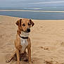 dog, sand, beach, dune, water, sky, outdoor, pet, animal, brown_dog, collar, sitting, quiet, nature, calm, landscape, cloudy, daytime, shoreline, canine