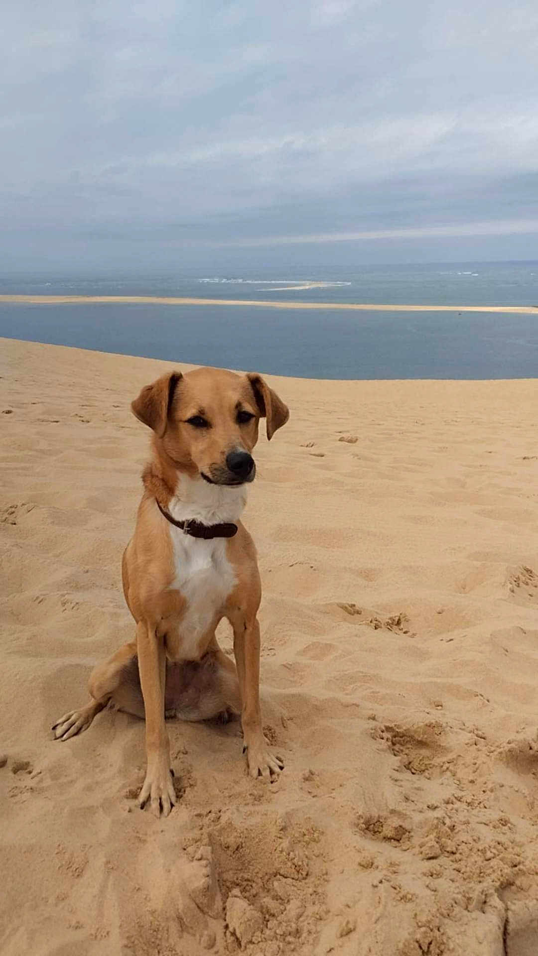 Rosy a rejoint le concours — aidez-le/la à gagner de superbes lots ! dog, sand, beach, dune, water, sky, outdoor, pet, animal, brown_dog, collar, sitting, quiet, nature, calm, landscape, cloudy, daytime, shoreline, canine