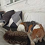 blanket, cat, companion, couch, cozy, dog, domestic_animal, fur, harness, home, indoor, nap, pet, pillows, relaxation, resting, sleeping, soft_texture, white_wall, window