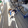 animal, beagle, calm, canine, cap, chair, curious, daylight, deck, dog, furniture, leash, outdoor, pet, resting, shadow, summer, sunlight, table, wooden_floor