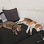 animal, beagle, blanket, cat, companion, couch, dog, domestic_animal, fur, home, indoor, living_room, pet, pillow, relaxation, resting, sleeping, tabby_cat, white_wall, window