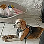 animal, beagle, bed, black, blanket, brown, calm, cozy, dog, floor, harness, home, indoor, paw, pet, resting, stuffed_animal, tile, toy, white