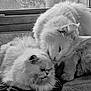 affection, animal, black_and_white, cat, cats, closeup, companion, cute, domestic, feline, fluffy, fur, indoor, mammal, nuzzling, pet, resting, whiskers, window