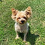 dog, small_dog, yorkie_type, furry, big_ears, squinting, nose, paw, sitting, outdoor, green_grass, yard, sunlight, shadow, portrait, close_up, pet, canine, cute, dirt
