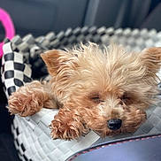 Cupcake joined the competition — help win amazing prizes! dog, small_dog, sleeping, fluffy_fur, paw, nose, ear, basket, checkered_pattern, car_interior, seat, cozy, closeup, pet, muzzle, relaxed, travel, snout, soft_texture, tan_fur