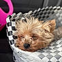 Cupcake joined the competition — help win amazing prizes! dog, small_dog, sleeping, basket, woven_basket, pet, fur, nose, face, closeup, portrait, sleepy, cozy, car_interior, seat, pink_object, bokeh, shallow_depth_of_field, textile, curled_up