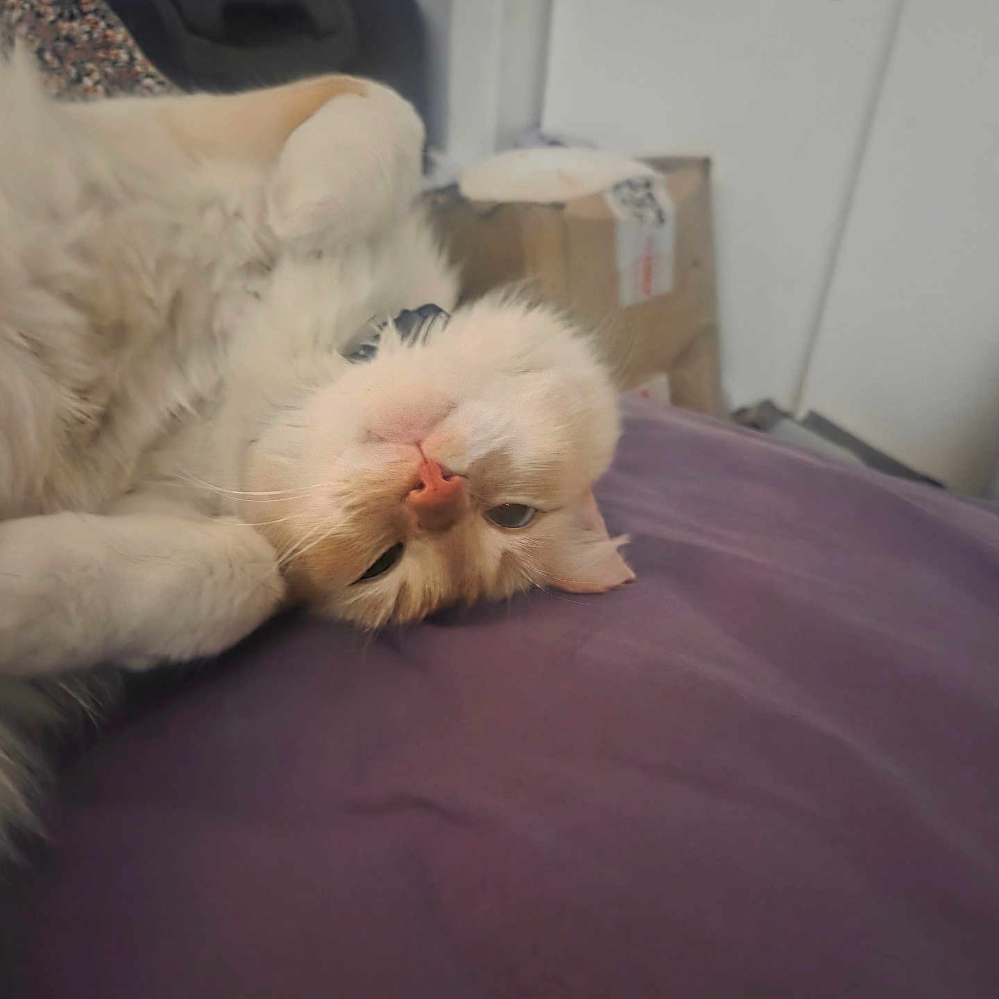 Amor joined the competition — help win amazing prizes! adorable, animal, box, cat, close_up, cream_color, cute, feline, fluffy, fur, home, indoor, lying_down, pet, purple_surface, relaxed, resting, sleepy, soft, whiskers