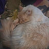 Amor is registered to the contest to win money with this photo: animal, blanket, cat, closeup, cozy, cream_color, cute, domestic_cat, fluffy, fur, indoor, paw, pet, relaxed, resting, sleep, sleeping, soft, tinsel, toy