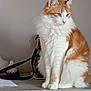 cat, orange_and_white, fluffy, sitting, indoor, wooden_surface, pet, feline, animal, fur, whiskers, ears, calm, contemplative, domestic_cat, side_view, quiet, household, furniture, leash