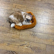 Abbie a rejoint le concours — aidez-le/la à gagner de superbes lots ! animal, bow, brown_and_white, companion_animal, cozy, curled_up, cute, dog, dog_bone, domestic, flooring, fluffy, fur, indoor, looking_up, pet_bed, resting, small_dog, toy, wooden_floor