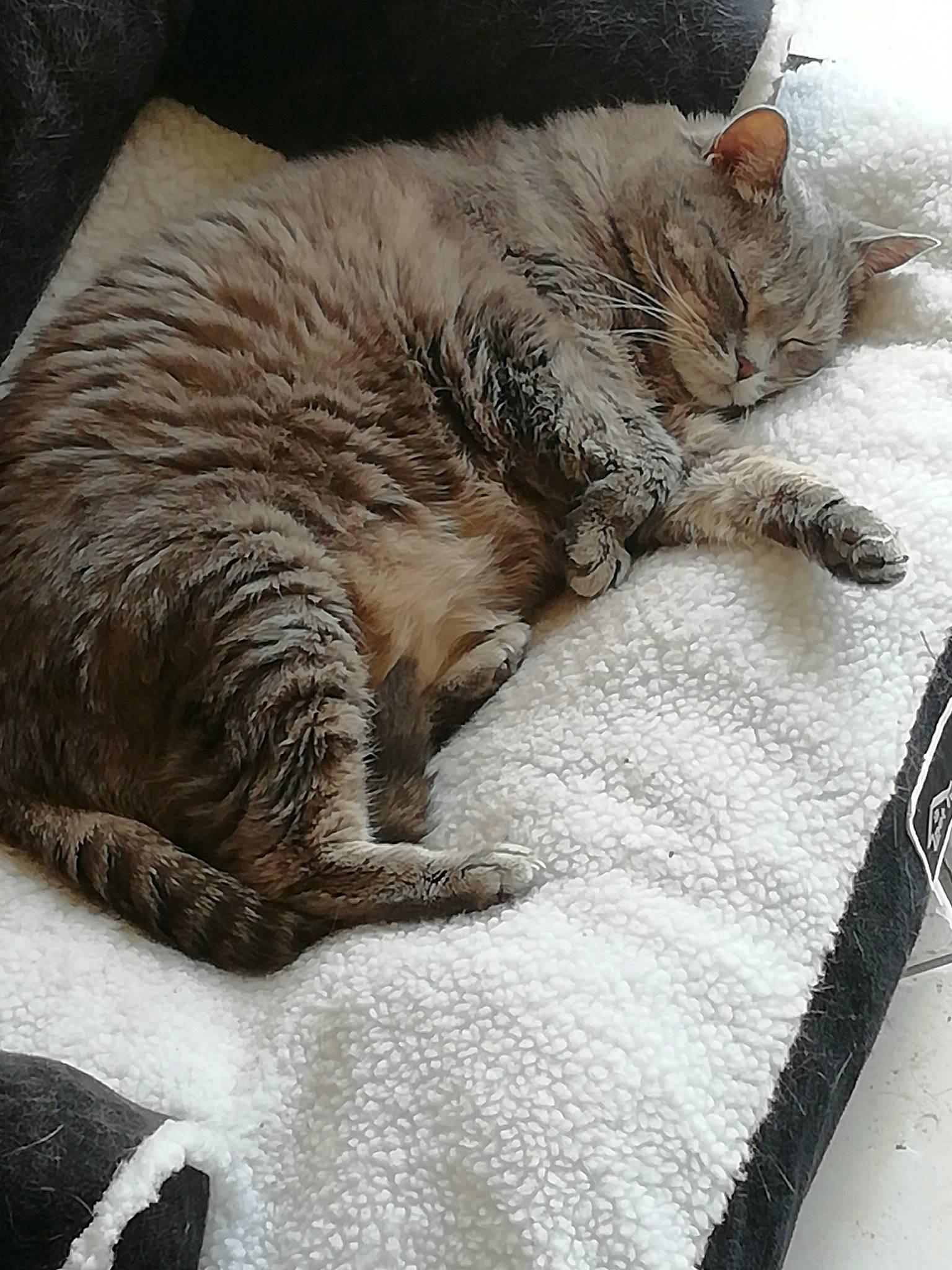 Gribouille participe au concours pour gagner de l'argent avec cette photo : bedding, carnivore, cat, claw, comfort, domestic_short_haired_cat, fawn, felidae, flooring, fur, grey, linens, nap, paw, sitting, small_to_medium_sized_cats, snout, tail, whiskers, wood