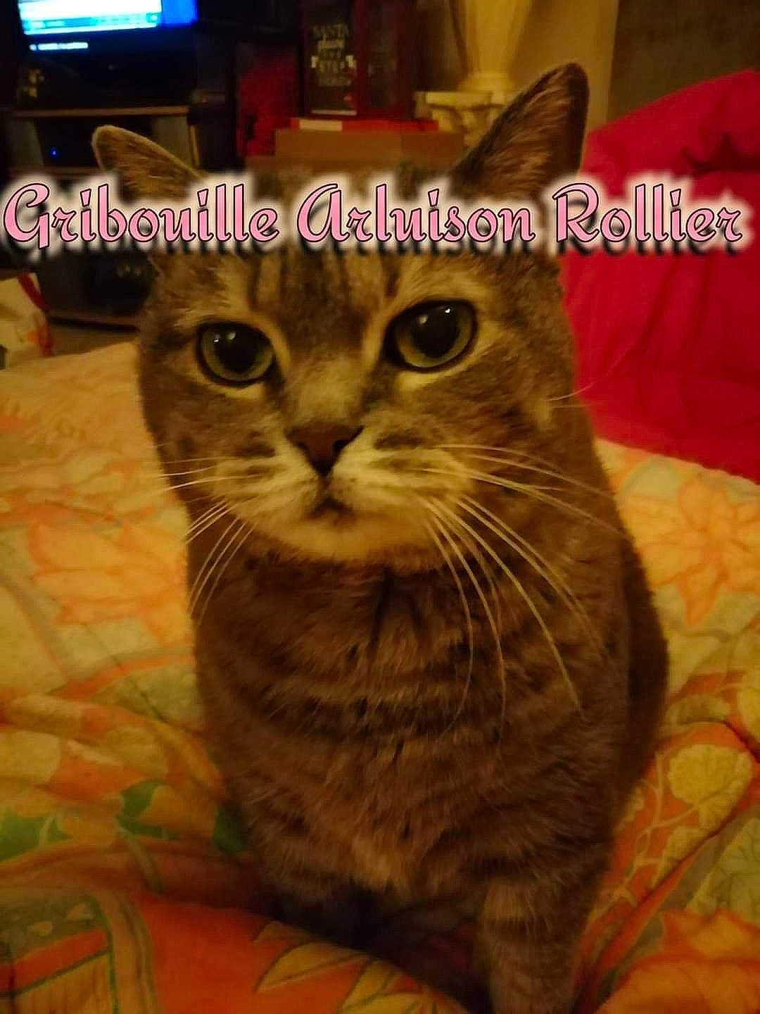 Gribouille participe au concours pour gagner de l'argent avec cette photo : cable_television, carnivore, cat, comfort, display_device, domestic_short_haired_cat, fawn, felidae, fur, led_backlit_lcd_display, paw, photo_caption, picture_frame, small_to_medium_sized_cats, snout, television, television_set, terrestrial_animal, whiskers