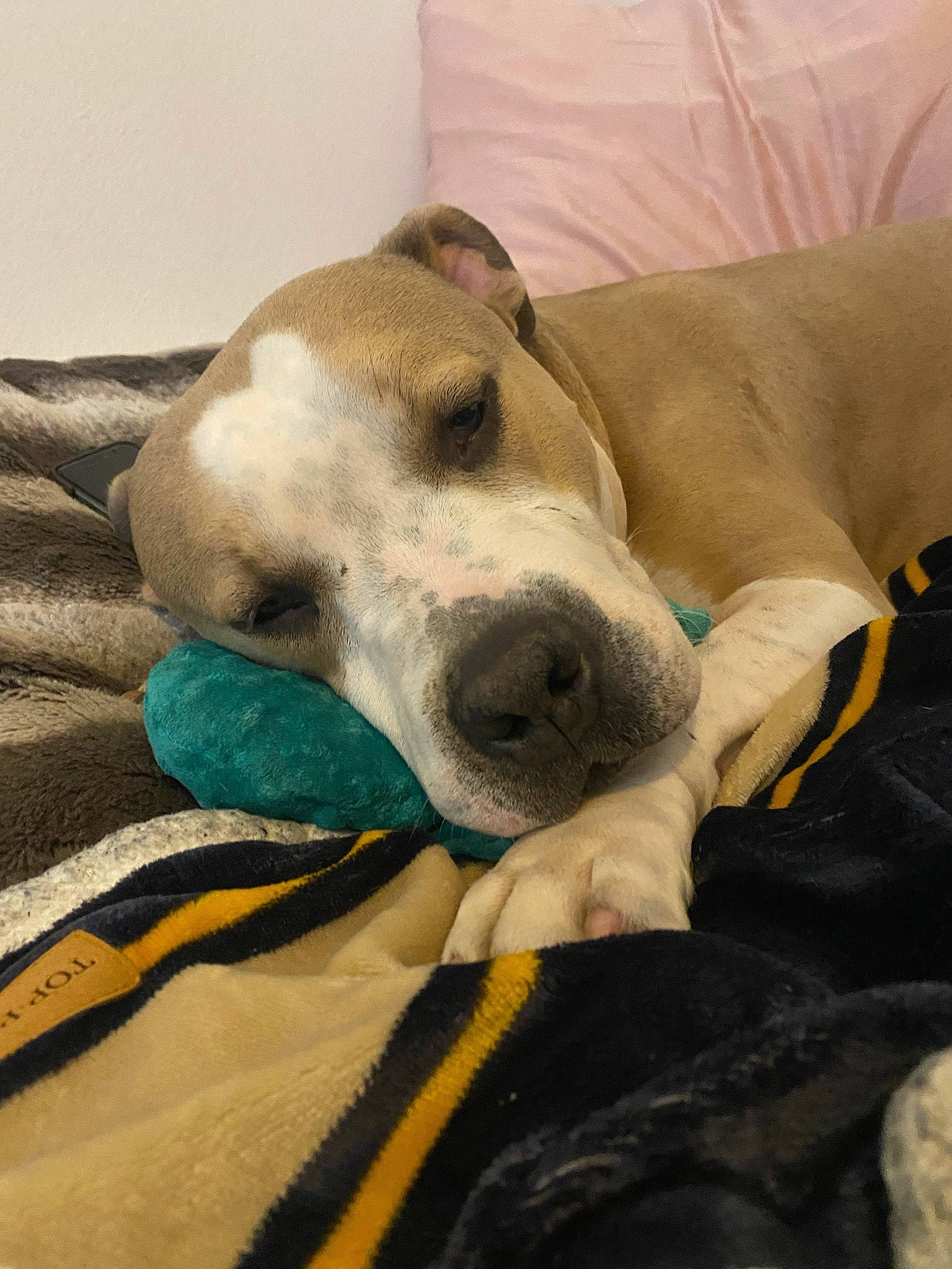 Rajah joined the competition — help win amazing prizes! canidae, carnivore, collar, comfort, companion_dog, dog, dog_breed, dog_collar, dog_supply, fawn, linens, nap, non_sporting_group, paw, pet_supply, snout, sporting_group, terrestrial_animal, whiskers, working_animal