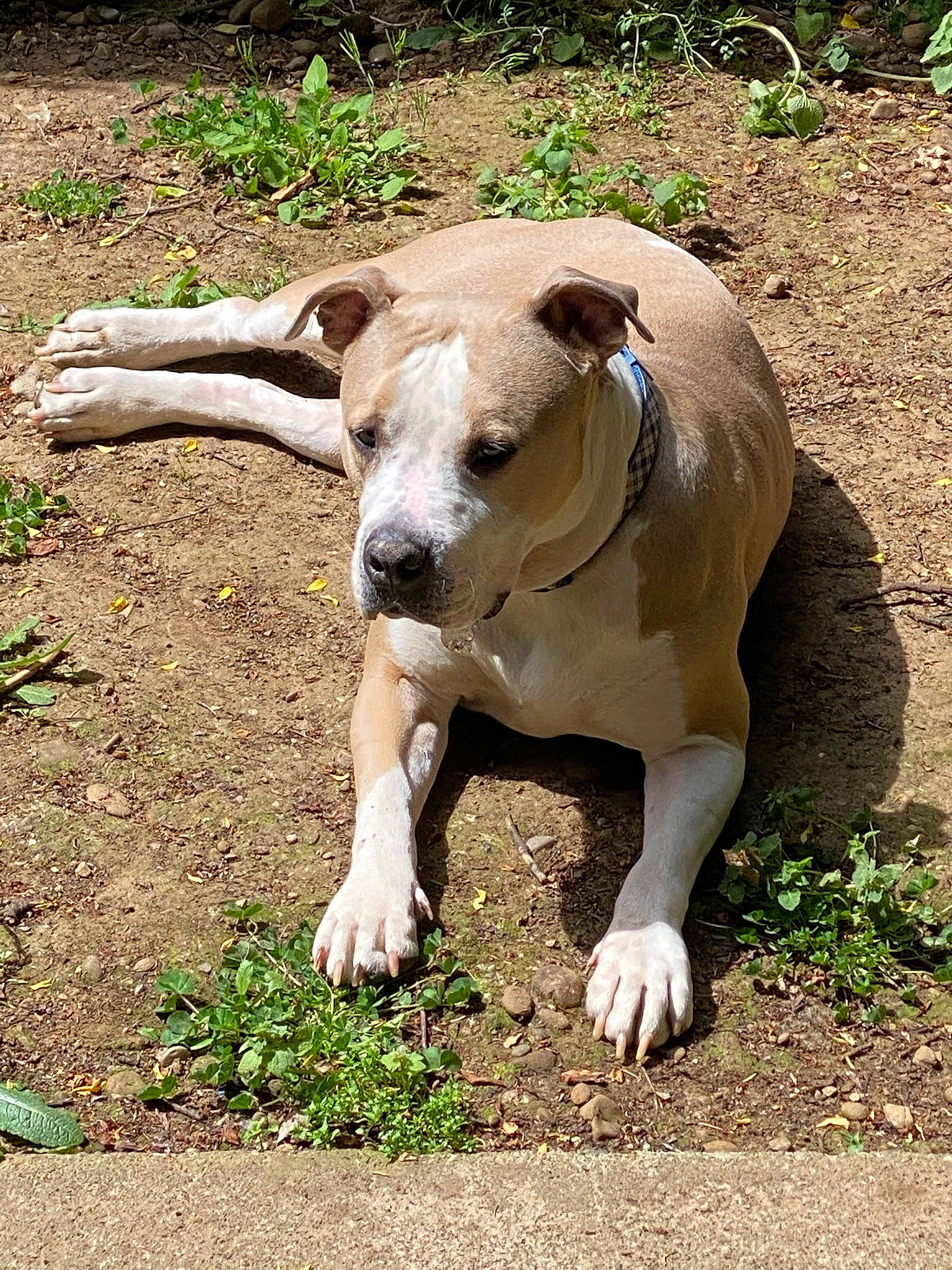 Rajah joined the competition — help win amazing prizes! canidae, carnivore, collar, companion_dog, dog, dog_breed, dog_collar, dogo_guatemalteco, fawn, grass, molosser, paw, plant, snout, soil, sporting_group, tail, terrestrial_animal, wildlife, working_animal