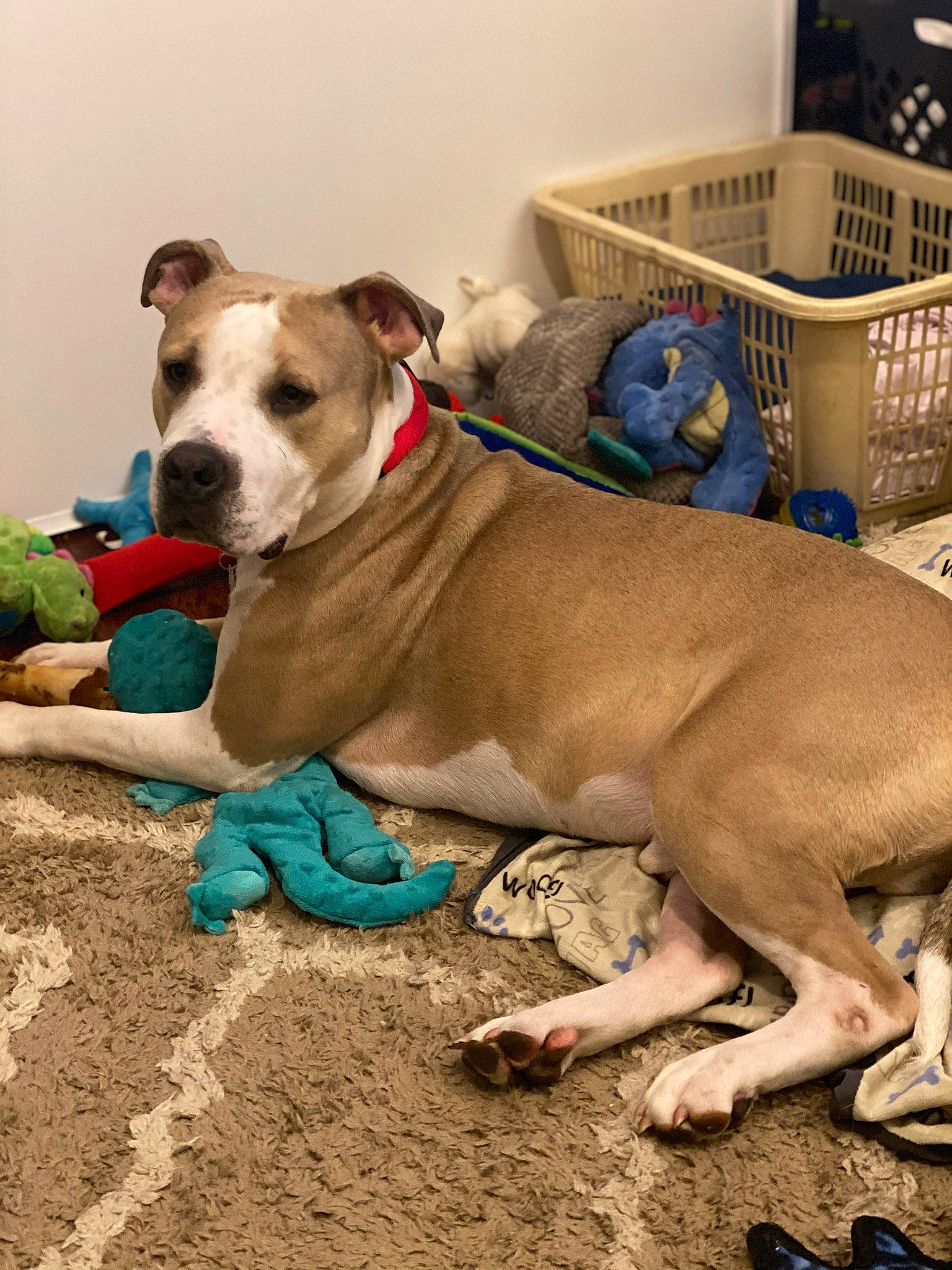 Rajah joined the competition — help win amazing prizes! canidae, carnivore, collar, companion_dog, dog, dog_breed, dog_collar, dog_supply, fawn, guard_dog, leash, liver, non_sporting_group, pet_supply, plant, snout, sporting_group, working_animal, working_dog, wrinkle