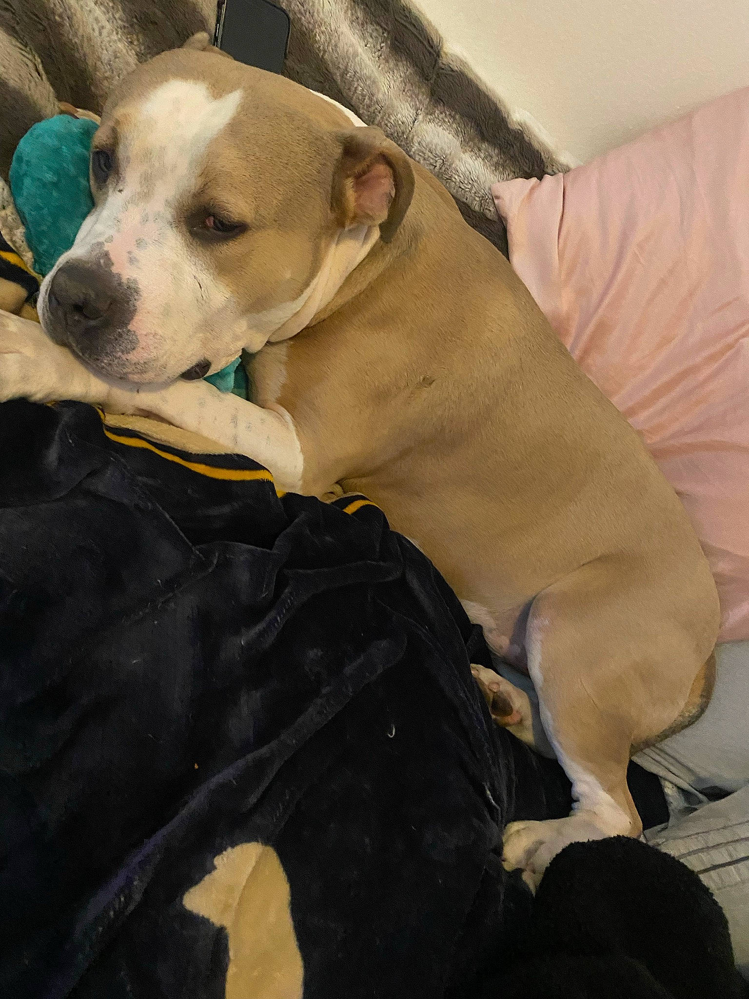 Rajah joined the competition — help win amazing prizes! canidae, carnivore, collar, comfort, companion_dog, couch, dog, dog_breed, dog_collar, dog_supply, fawn, guard_dog, sporting_group, toy_dog, watch, whiskers, working_animal