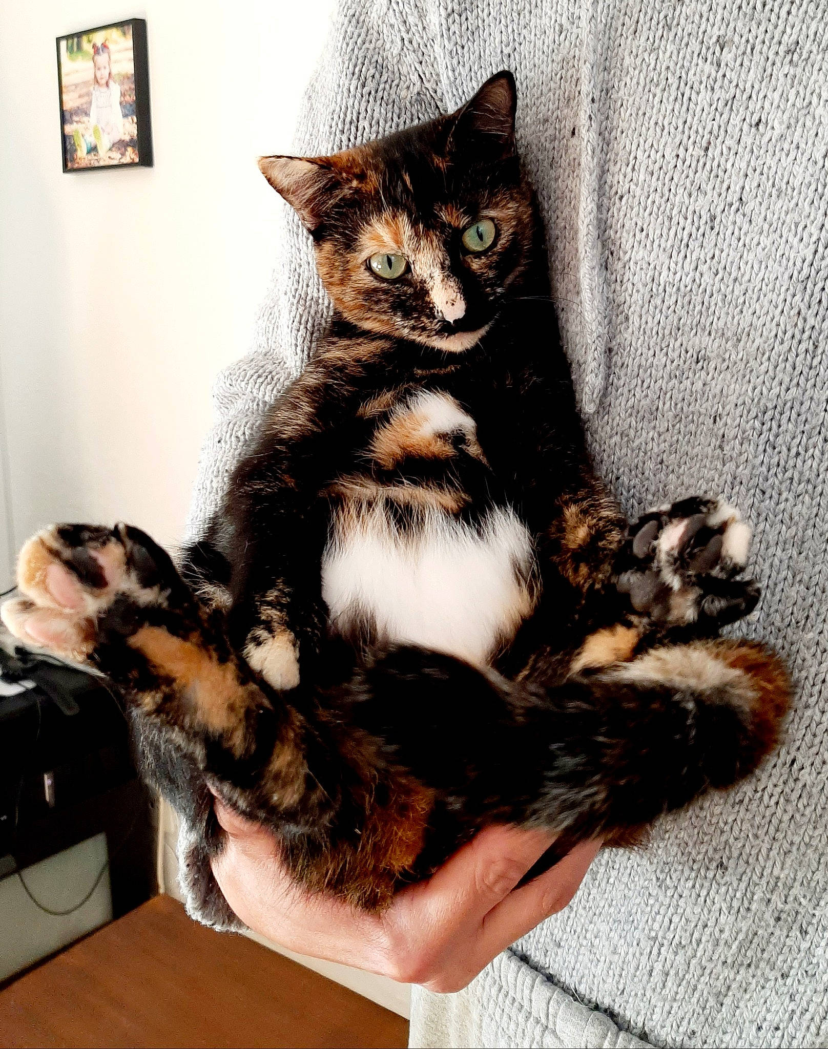 Hinata a rejoint le concours — aidez-le/la à gagner de superbes lots ! carnivore, cat, claw, comfort, domestic_short_haired_cat, felidae, foot, fur, paw, picture_frame, small_to_medium_sized_cats, snout, tail, terrestrial_animal, whiskers