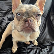Bailey joined the competition — help win amazing prizes! dog, french_bulldog, puppy, pet, animal, portrait, close_up, face, ears, bat_ears, wrinkles, eyes, nose, pout, short_hair, cream_coat, white_chest, sitting, leather_couch, indoors