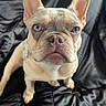 dog, french_bulldog, puppy, pet, animal, portrait, close_up, face, ears, bat_ears, wrinkles, eyes, nose, pout, short_hair, cream_coat, white_chest, sitting, leather_couch, indoors