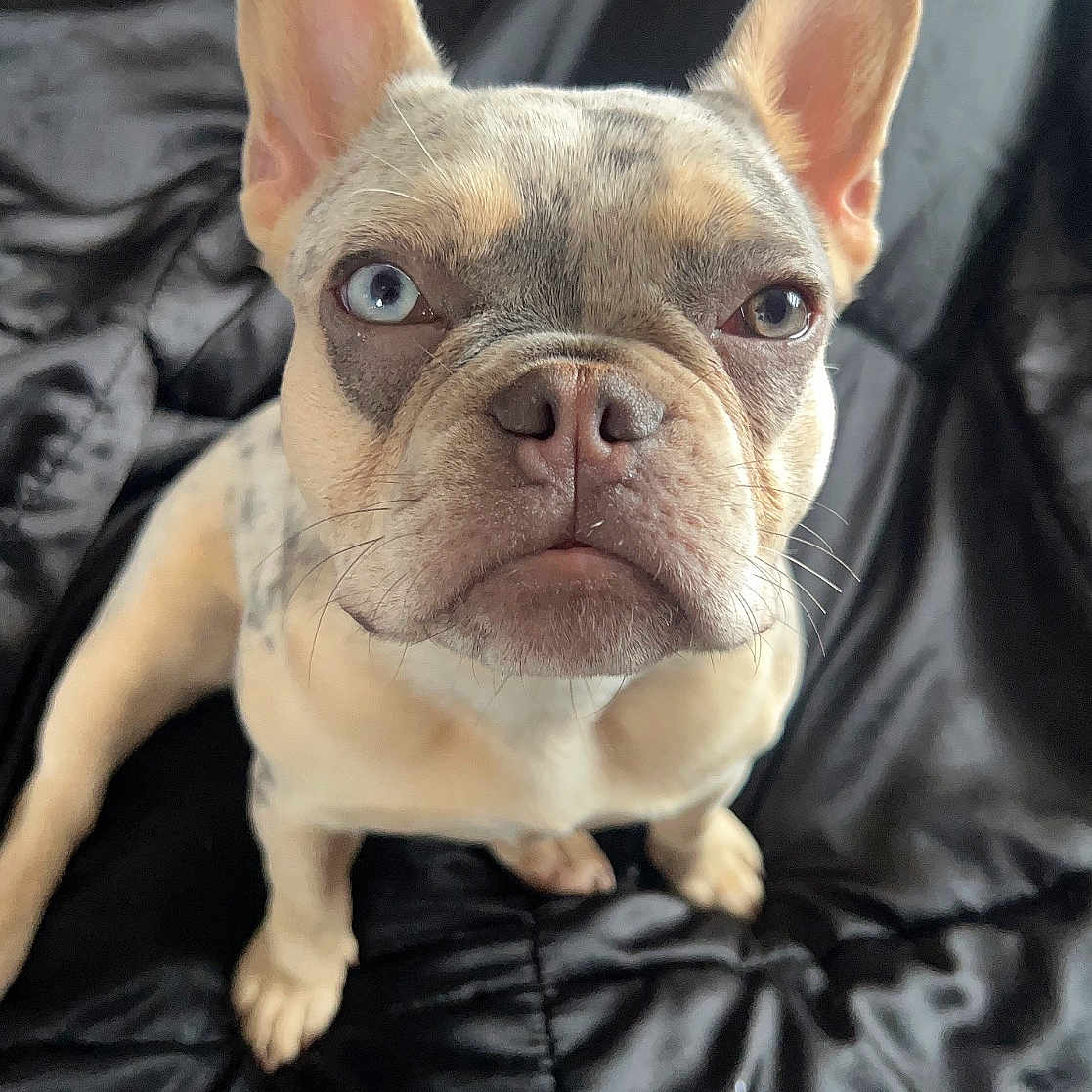 Bailey