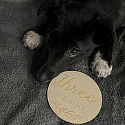 Daisy joined the competition — help win amazing prizes! dog, puppy, black_puppy, pet, animal, eyes, paw, white_paws, nose, blanket, fabric, milestone_sign, three_months, round_plaque, cute, cozy, indoor, close_up, portrait, laying_down