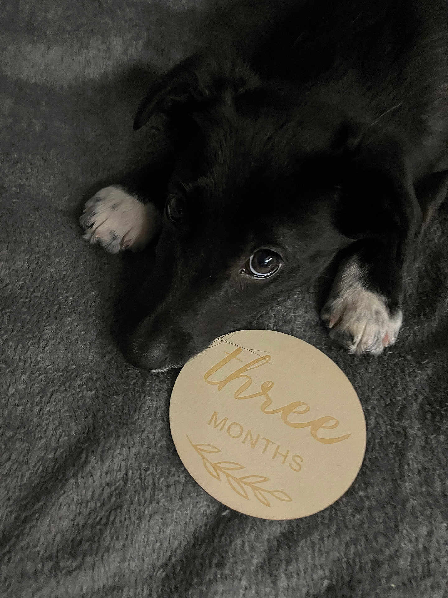 Daisy joined the competition — help win amazing prizes! dog, puppy, black_puppy, pet, animal, eyes, paw, white_paws, nose, blanket, fabric, milestone_sign, three_months, round_plaque, cute, cozy, indoor, close_up, portrait, laying_down