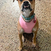 Spirit is registered to the contest to win money with this photo: animal, blue_collar, brown_fur, canine, cute, dog, domestic_animal, ears, floor, friendly, heart_tag, indoor, looking_up, paw, pet, pink_harness, sitting, small_dog, speckled_floor, teeth