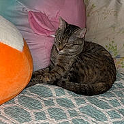 Blossom is registered to the contest to win money with this photo: cat, tabby_cat, indoor, quilt, plush_pillow, colorful, resting, sleepy, cozy, feline, pet, soft_texture, striped, cushion, relaxed, animal, cute, home, comfort, domestic
