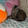 cat, tabby_cat, indoor, quilt, plush_pillow, colorful, resting, sleepy, cozy, feline, pet, soft_texture, striped, cushion, relaxed, animal, cute, home, comfort, domestic