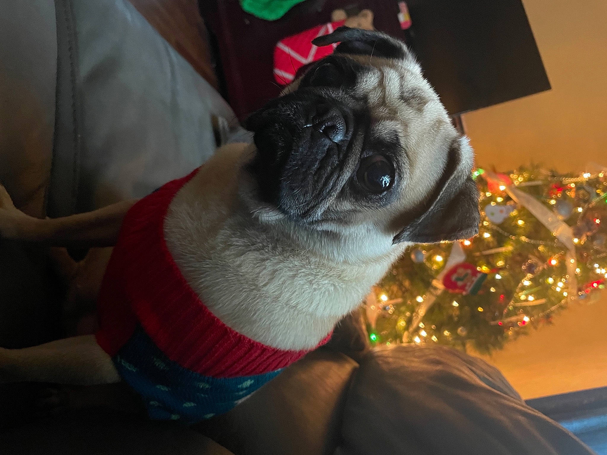 Samantha Jane joined the competition — help win amazing prizes! carnivore, christmas, christmas_decoration, christmas_tree, companion_dog, dog, dog_breed, electric_blue, event, fawn, head, holiday, human_leg, pug, red, snout, toy_dog, tree, whiskers, wrinkle