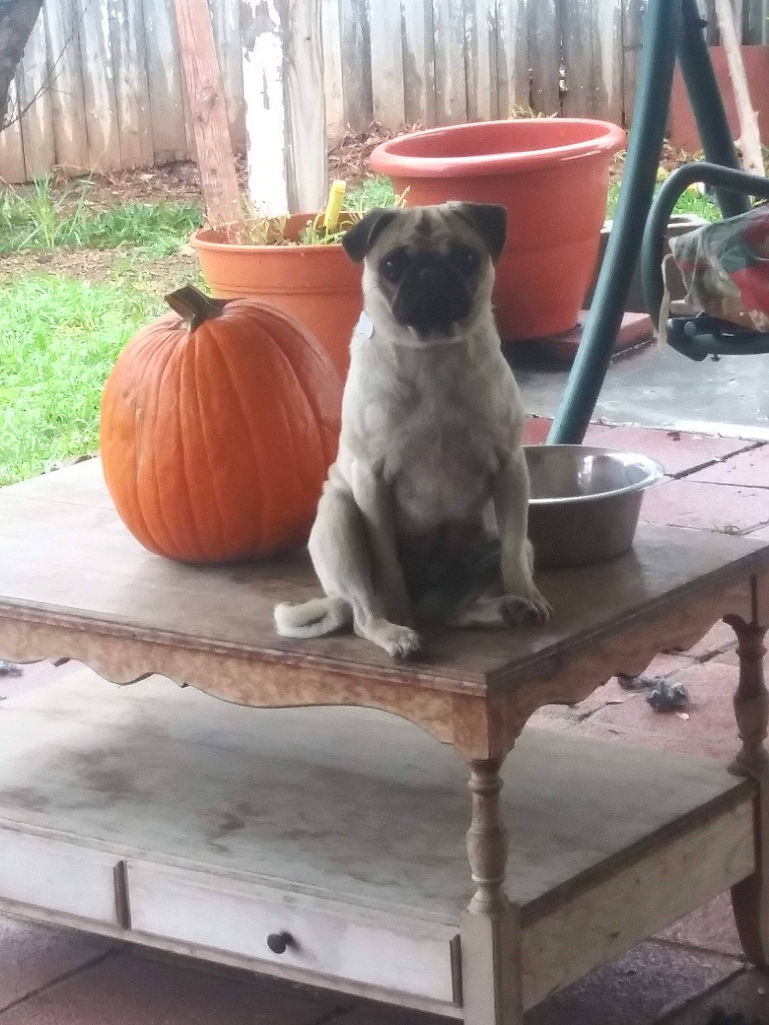 Samantha Jane is registered to the contest to win money with this photo: calabaza, carnivore, companion_dog, cucurbita, dog, dog_breed, fawn, gourd, grey, hardwood, outdoor_furniture, plant, porch, pumpkin, squash, table, tail, vegetable, winter_squash, wood