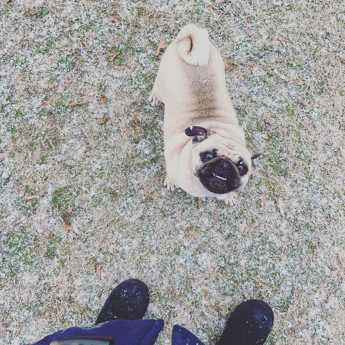 Samantha Jane joined the competition — help win amazing prizes! asphalt, canidae, carnivore, companion_dog, design, dog, dog_breed, fashion_accessory, fawn, foot, grass, human_leg, recreation, road_surface, sand, snout, soil, sporting_group, toy_dog, working_animal