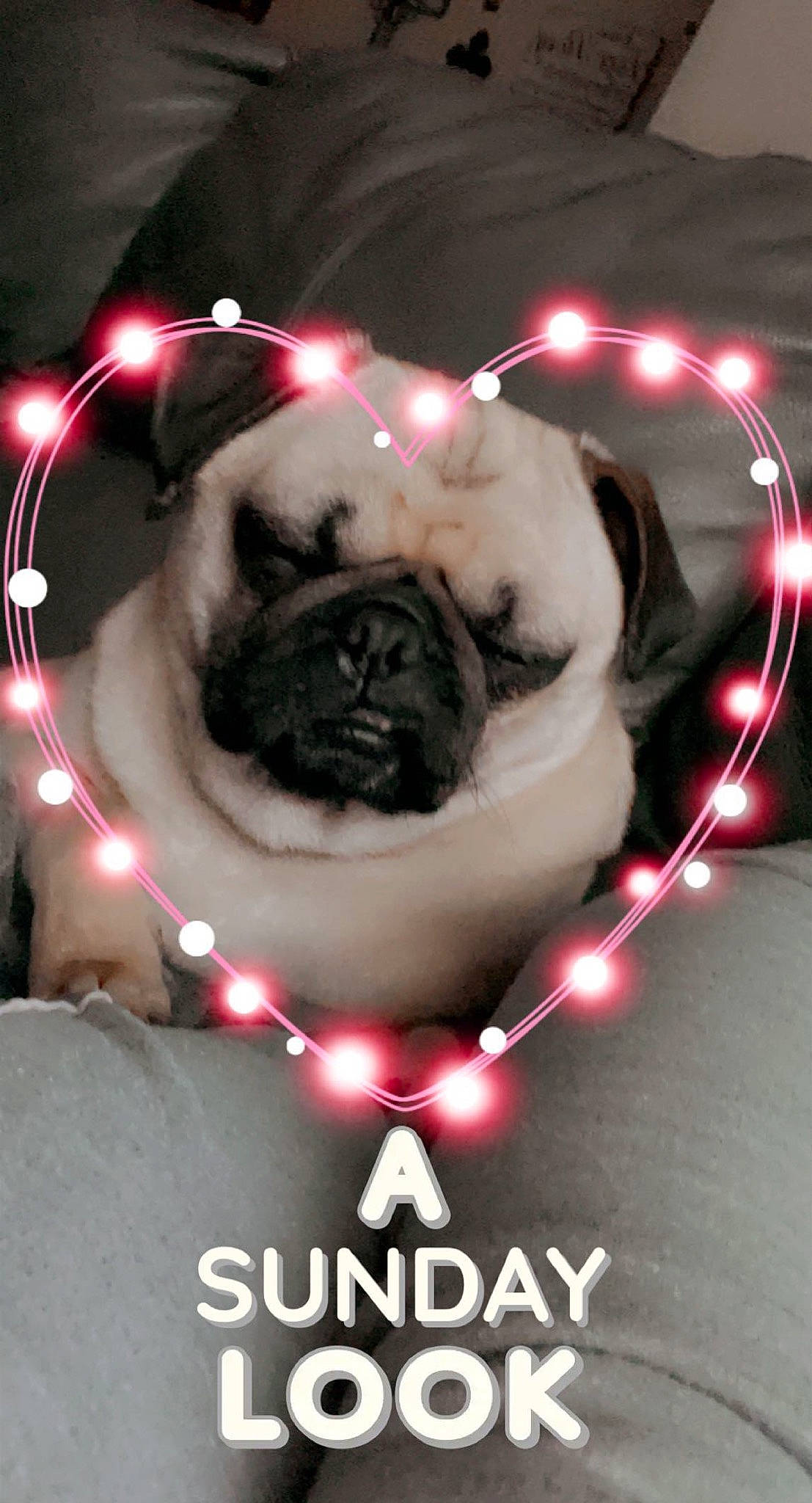 Samantha Jane is registered to the contest to win money with this photo: carnivore, circle, companion_dog, darkness, dog, dog_breed, event, fawn, flash_photography, font, fur, logo, magenta, mammal, photo_caption, pug, snout, sporting_group, toy_dog, wrinkle