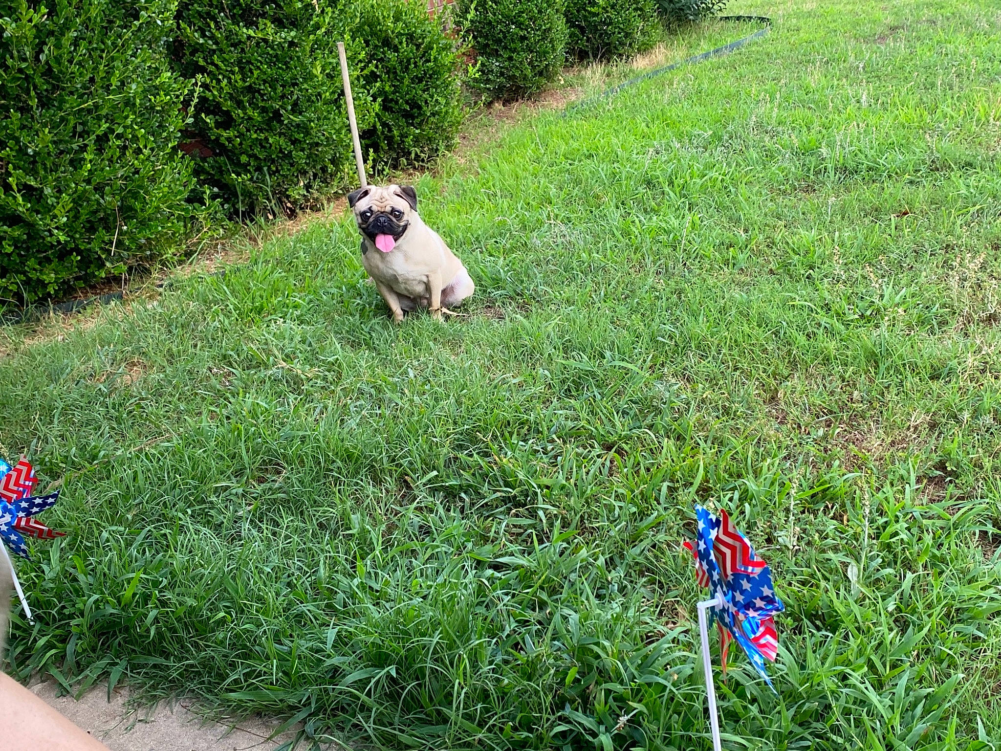 Samantha Jane is registered to the contest to win money with this photo: canidae, carnivore, companion_dog, dog, dog_breed, electric_blue, fawn, flag, flag_of_the_united_states, garden, grass, grass_family, grassland, groundcover, lawn, meadow, plant, shrub, toy, toy_dog