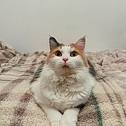 Kitty a rejoint le concours — aidez-le/la à gagner de superbes lots ! cat, calico, heterochromia, fur, fluffy, pet, animal, bed, blanket, indoor, cute, whiskers, paws, relaxed, looking_up, mammal, feline, domestic, soft, cozy