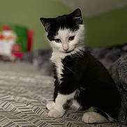 Figgy is registered to the contest to win money with this photo: animal, background_blur, bedspread, black_and_white, cat, cozy, cute, domestic, feline, fur, indoor, kitten, pattern, paw, pet, resting, small, soft_light, whiskers, young