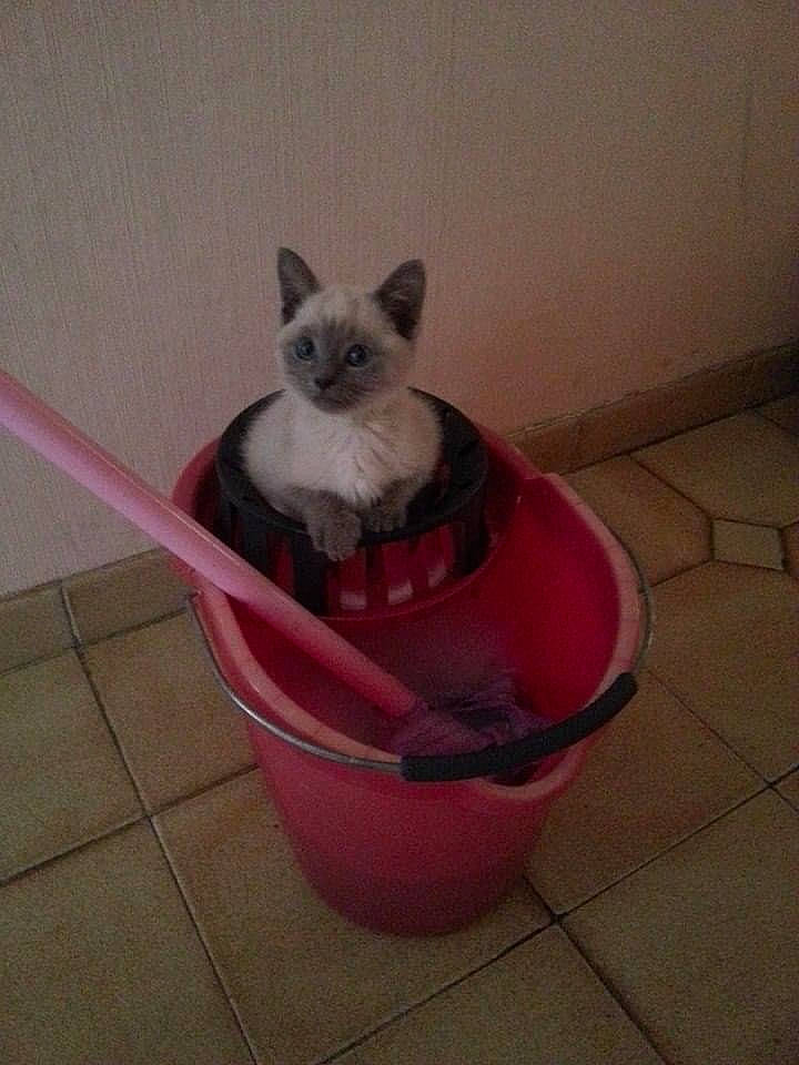 Bidou participe au concours pour gagner de l'argent avec cette photo : carnivore, cat_supply, collar, comfort, companion_dog, dog_breed, dog_supply, fawn, felidae, flooring, flowerpot, fur, houseplant, magenta, pet_supply, small_to_medium_sized_cats, snout, tail, toy_dog, whiskers