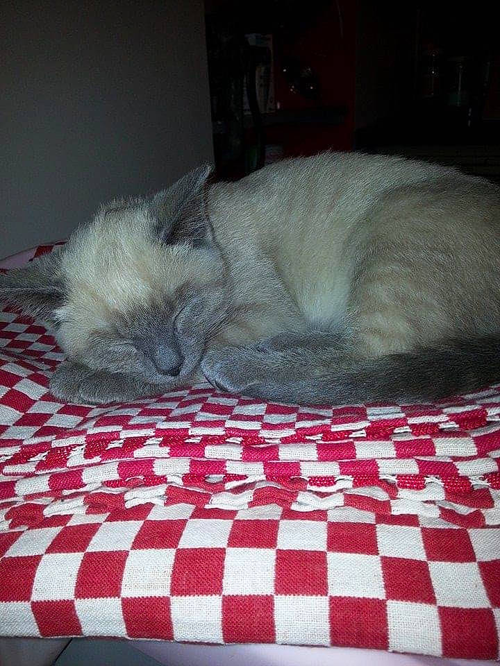 Bidou participe au concours pour gagner de l'argent avec cette photo : bed, bedding, carnivore, cat, comfort, domestic_short_haired_cat, fawn, felidae, flooring, fur, grey, linens, pattern, paw, small_to_medium_sized_cats, snout, tail, terrestrial_animal, textile, whiskers