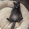 kitten, cat, pet_bed, gray_cat, relaxed, indoor, wooden_floor, furniture_leg, cozy, cute, animal, young_cat, domestic_cat, resting, small_animal, fur, whiskers, paws, tail, curious