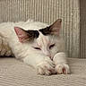 cat, kitten, white_cat, black_and_white, fluffy, sleepy, relaxed, lying_down, paws, pink_nose, pink_ears, whiskers, fur, pet, indoor, bed, blanket, cozy, portrait, close_up