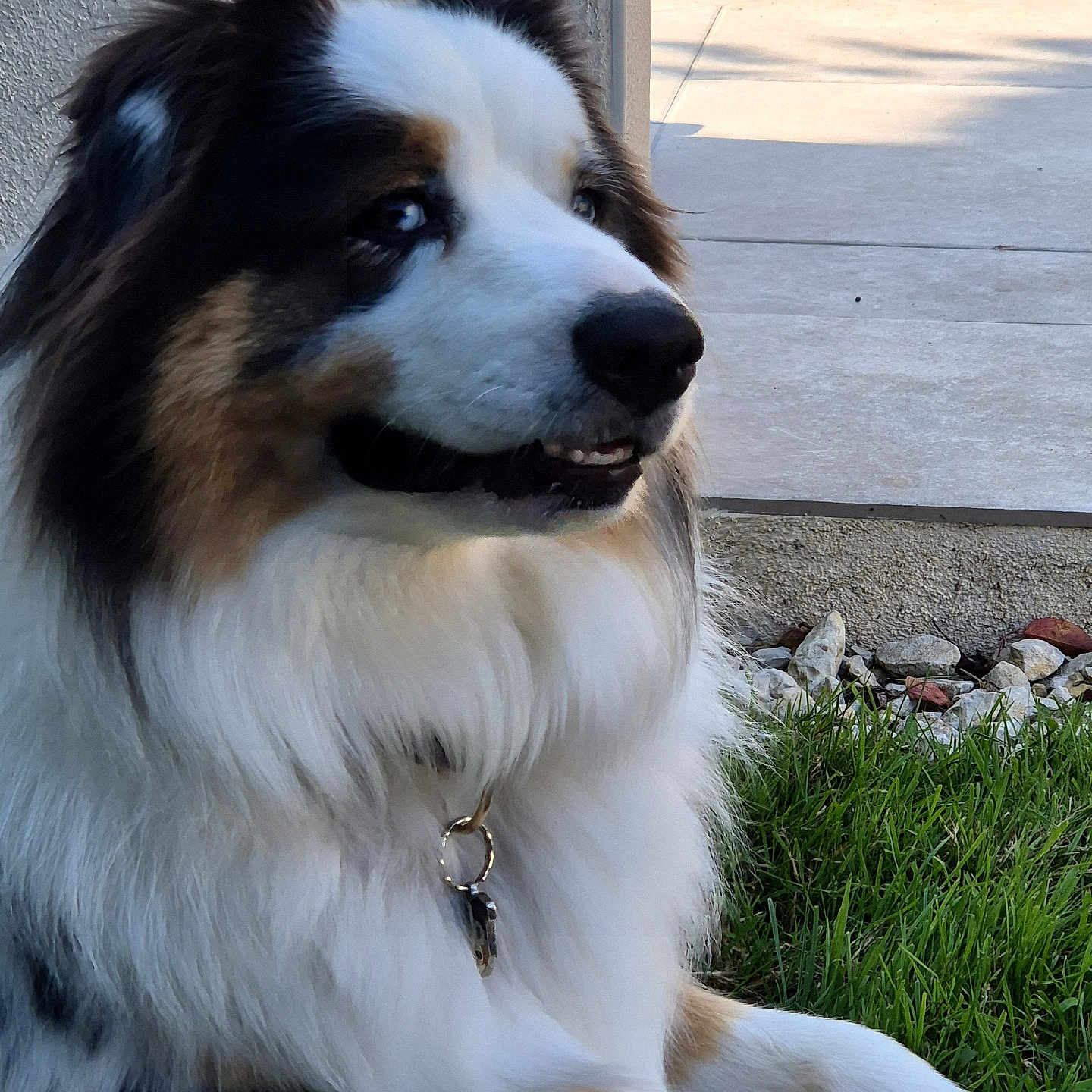 Tekken participe au concours pour gagner de l'argent avec cette photo : dog, grass, outdoor, collar, fur, pet, animal, lying_down, black, white, brown, tag, closeup, portrait, happy, nature, sunlight, side_view, canine, relaxed