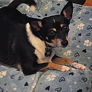 Chiquita joined the competition — help win amazing prizes! dog, small_dog, black_dog, tan_dog, pet, blanket, paw_prints, hearts, indoor, floor, collar, tag, animal, cute, fur, ears, lying_down, looking_up, cozy, domestic