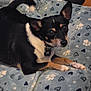 dog, small_dog, black_dog, tan_dog, pet, blanket, paw_prints, hearts, indoor, floor, collar, tag, animal, cute, fur, ears, lying_down, looking_up, cozy, domestic