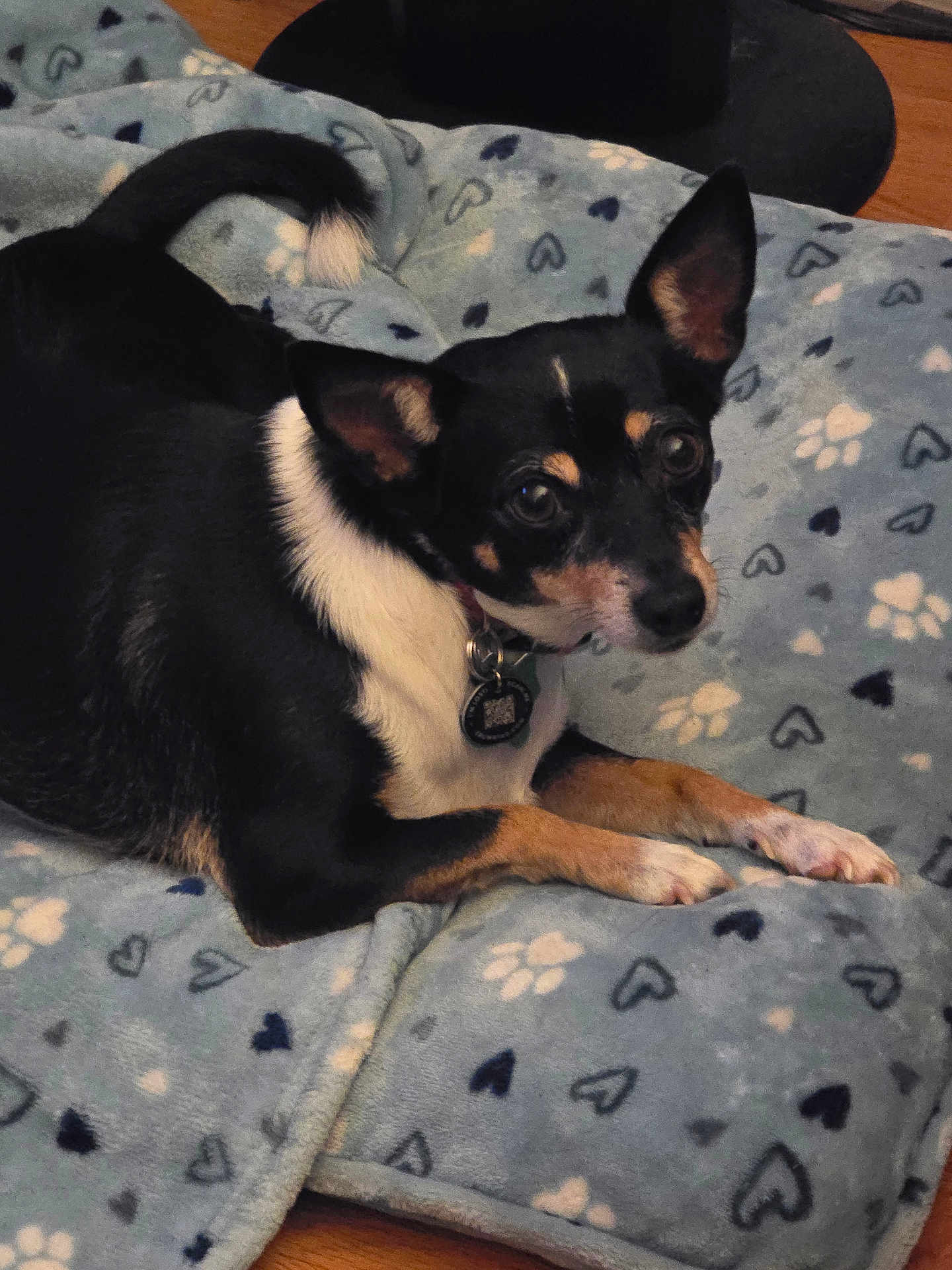 Chiquita joined the competition — help win amazing prizes! dog, small_dog, black_dog, tan_dog, pet, blanket, paw_prints, hearts, indoor, floor, collar, tag, animal, cute, fur, ears, lying_down, looking_up, cozy, domestic