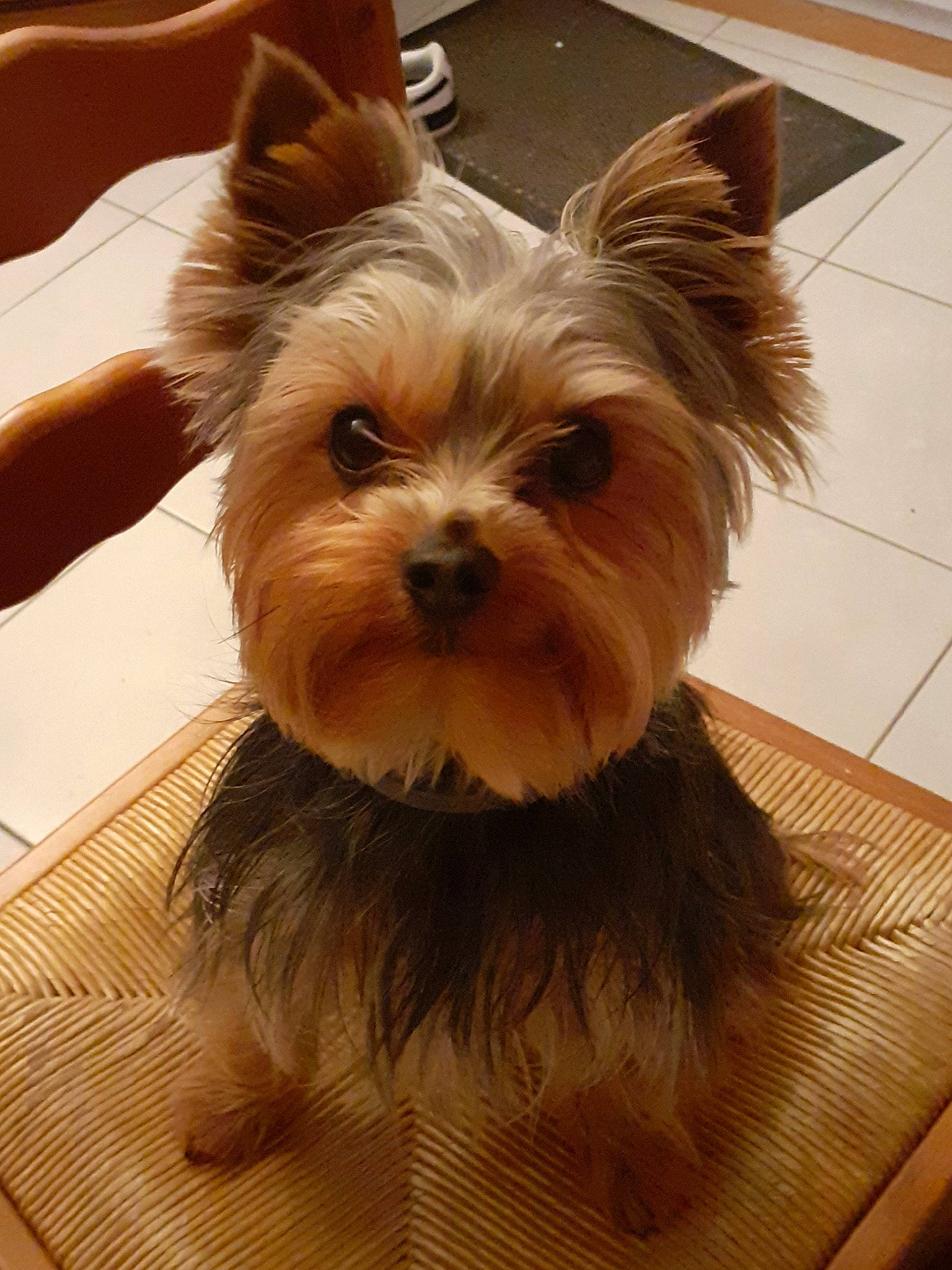 Pop participe au concours pour gagner de l'argent avec cette photo : biewer_terrier, canidae, carnivore, companion_dog, dog, dog_breed, dog_supply, ear, fashion_accessory, fawn, fur, hardwood, liver, small_terrier, snout, sporting_group, toy_dog, wood, working_animal, yorkshire_terrier