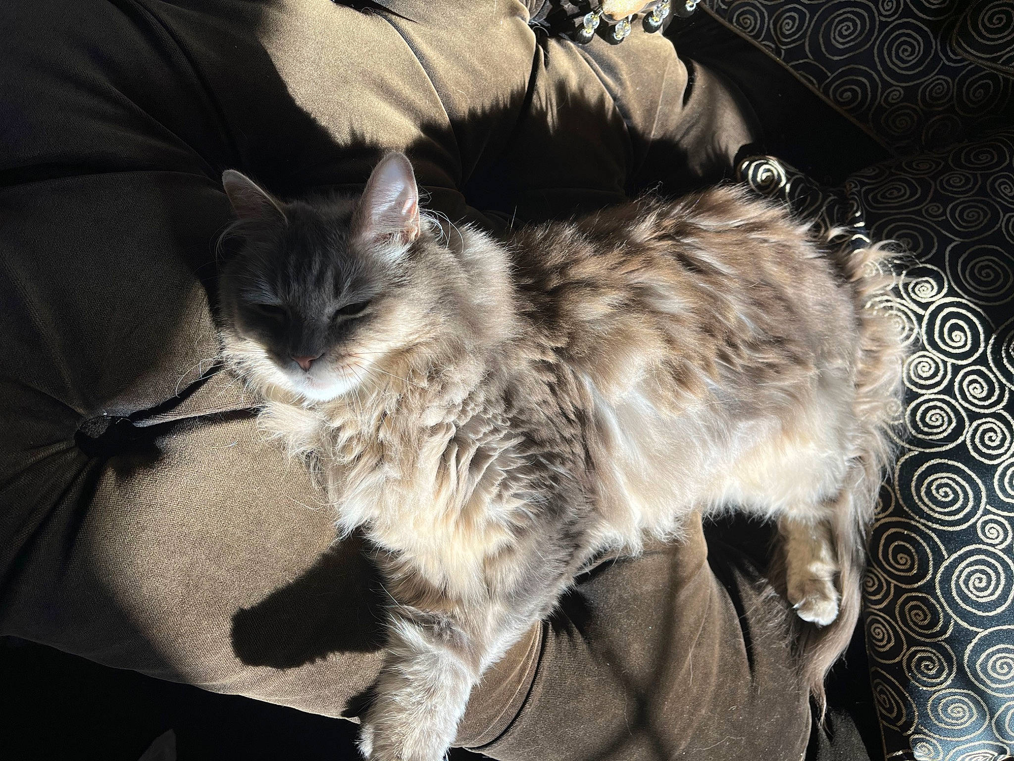 Cede joined the competition — help win amazing prizes! carnivore, cat, claw, comfort, darkness, domestic_short_haired_cat, felidae, fur, grey, monochrome_photography, natural_material, paw, small_to_medium_sized_cats, tail, terrestrial_animal, whiskers