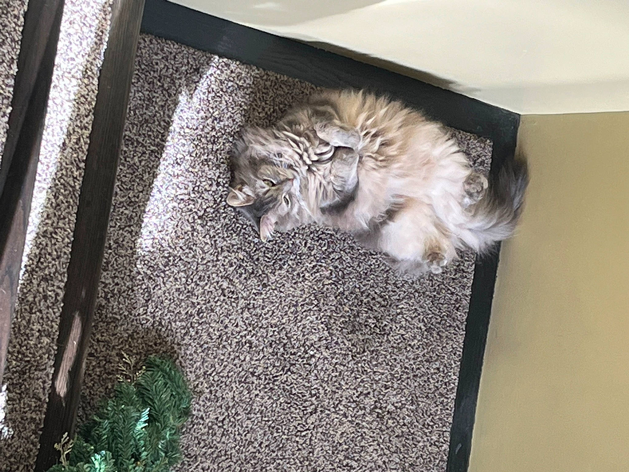 Cede joined the competition — help win amazing prizes! art, big_cats, carnivore, carving, domestic_short_haired_cat, felidae, font, fur, hardwood, lion, metal, plant, rectangle, relief, room, sculpture, small_to_medium_sized_cats, tail, whiskers, wood