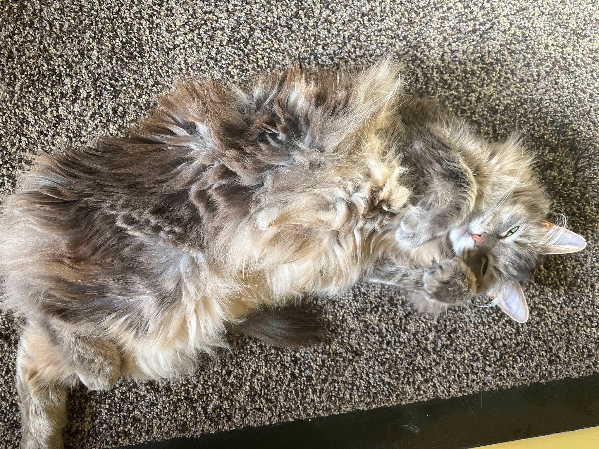 Cede joined the competition — help win amazing prizes! british_longhair, carnivore, cat, claw, comfort, dog_breed, domestic_short_haired_cat, fawn, felidae, fur, grey, liver, nap, paw, small_to_medium_sized_cats, snout, tail, terrestrial_animal, whiskers